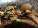 Megaphobema robustum